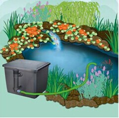 Биологическая система фильтрации рыбного пруда